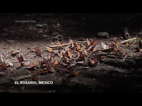 Monarch butterflies wintering in Mexico rebound this year