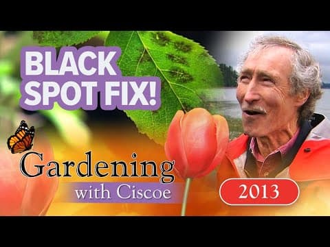 OUT BLACK SPOT! How to Treat Rose Tree Disease! | Gardening With Ciscoe | Full Episode