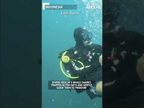 Divers rescue trapped whale sharks #shorts