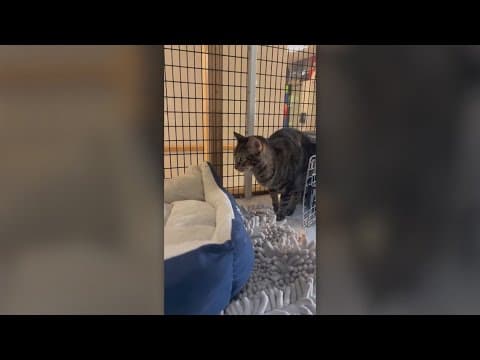 Stella Ella, the cat, is accepting Zoom dates to help her find her forever home