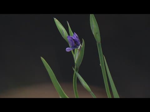 City Council weighs replacing carnation with Blue-eyed Grass as San Diego's official flower