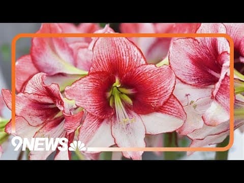 Paperwhites and amaryllis can brighten your winter garden