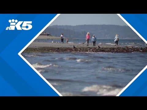 Lowest tide of the year in western Washington was Thursday