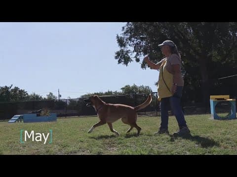 Tailwaggers: Meet May