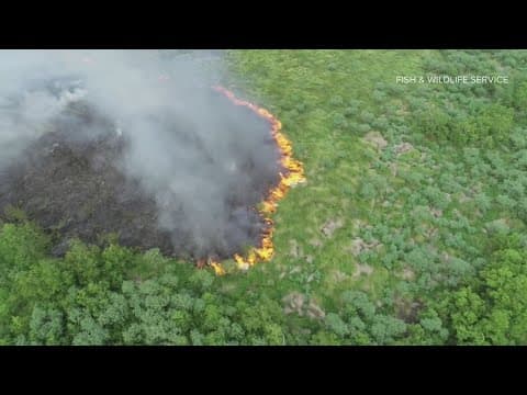 Fire in Bayou Sauvage has already consumed 100 acres of swamp land