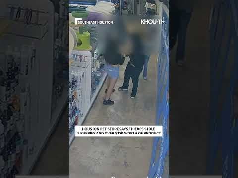 Houston pet store says thieves stole 3 puppies, over $10K worth of product #shorts