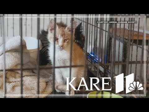 AHS rescues dozens of dogs and cats from horrific conditions in northern Minnesota