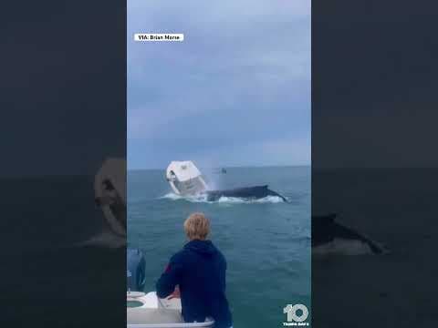 Breaching #whale capsizes boat off #NewHampshire coast