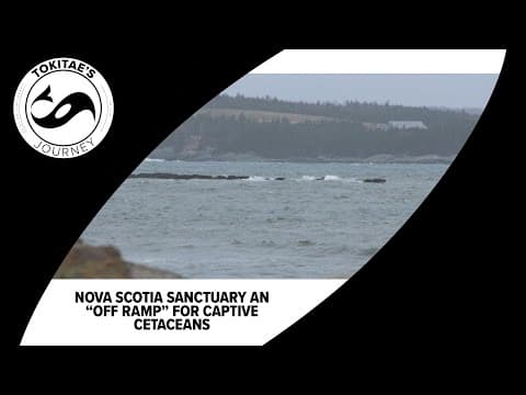 The 'off-ramp' for captive cetaceans: Behind the effort to build a whale sanctuary near Nova Scotia