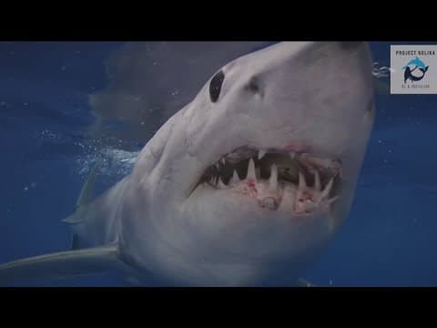 Project Kolika is a voice for animals and leads the charge for ocean conservation