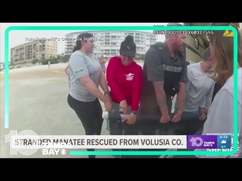 Stranded manatee rescued off Florida's east coast