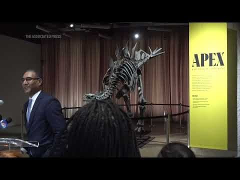 "Apex," the stegosaurus fossil, goes on display in New York