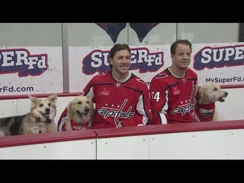 Capitals players greeted by the most adorable four-legged friends