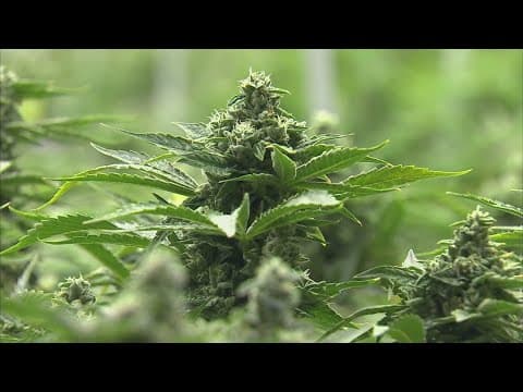 DOJ moves to reclassify marijuana. What it means for Indiana