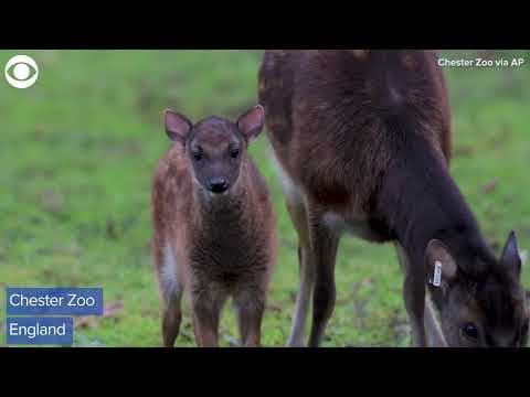 UK zoo announces new addition, a rare Philippine spotted deer