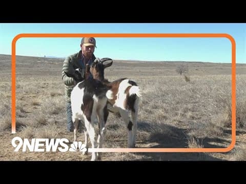 Colorado hiking guide goats attacked and killed