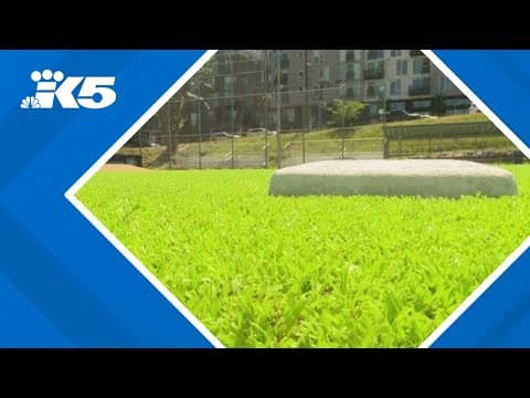 Seattle to light playfields overnight to discourage fireworks use