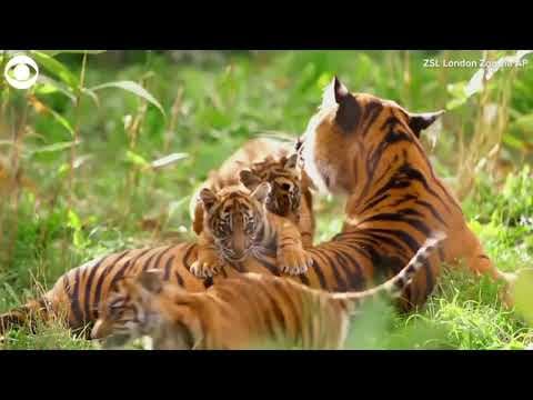 3 Sumatran tiger cubs play at zoo in London