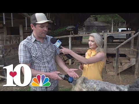 It's Sheep Sheering Days at the Museum of Appalachia