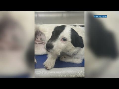 International animal advocacy group speaks out on recent animal abuse, offers $5K reward