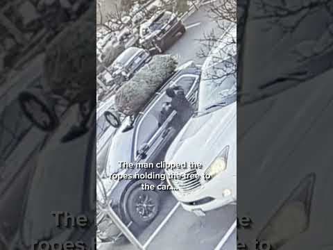 Christmas tree theft