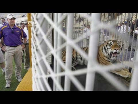 Gov. Landry pushes to bring live tiger to LSU game