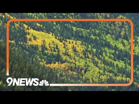 Leaf peeping sparks traffic 'standstill' as drivers flood Colorado mountain town to see foliage