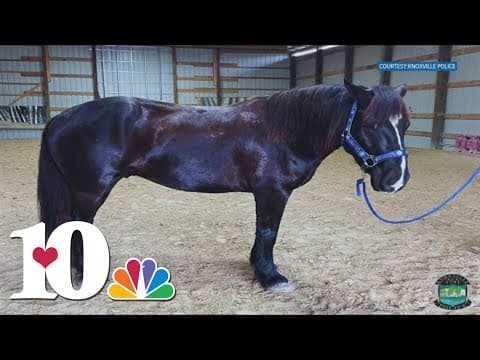 KPD to bring back the Mounted Patrol Unit in 2025