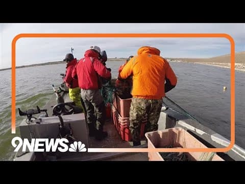 CPW begins walleye spawn process