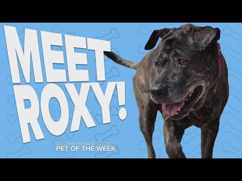 Pet Rescue of the Week: Roxy