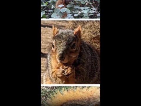 Fat Squirrel Week 2025