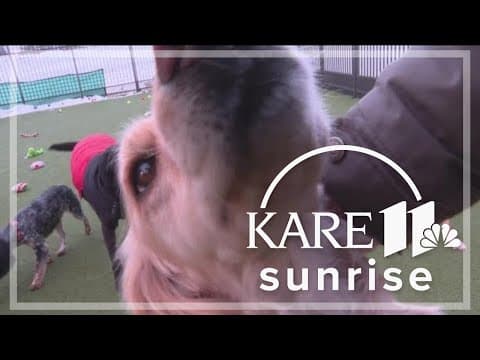 Canine Country Club: Top Dog offers your pup a plush getaway