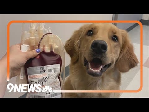 CSU vet and dog both donate blood