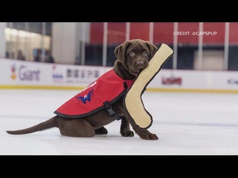 Capitals service dog assigned to Walter Reed Medical Center