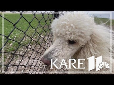 Veterinarians work to prevent canine influenza from spreading, encourage dog owners to take caution