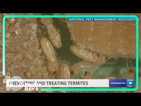 Termite swarm season is here: What to do to protect your home