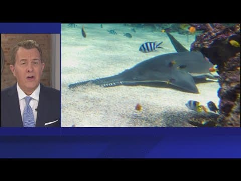 Endangered sawfish continue to spin and die for unknown reason in Florida