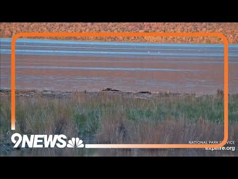 Somber start to Fat Bear Week