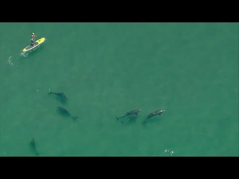Dolphins follow a paddle boarder off of Torrey Pines State Beach