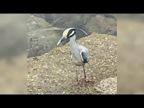 Yellow-crowned night herons spotted around San Diego County