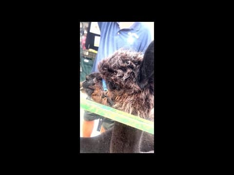 Hanging out with the animals at the Minnesota State Fair