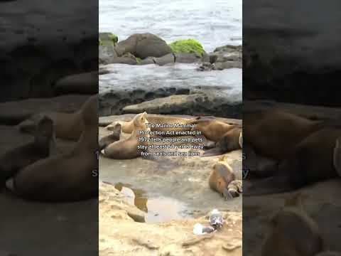 A child was asked to leave La Jolla Cove after she was observed throwing rocks at a sea lion.