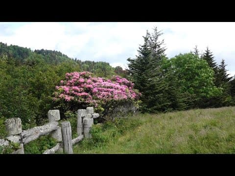 Rhododendron Festival returns to Roan Mountain