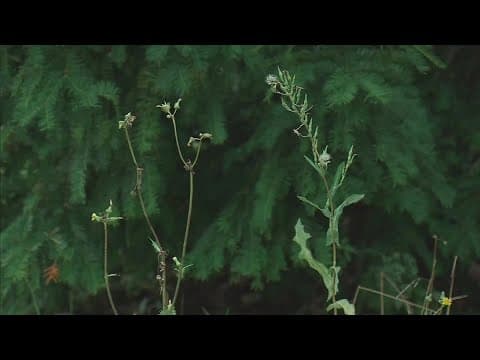 Above average temperatures contributing to longer allergy season