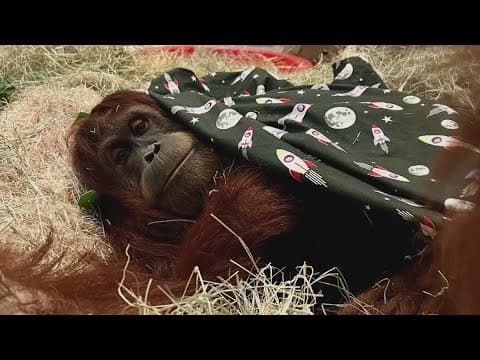 Cold weather protection a priority at Audubon Zoo