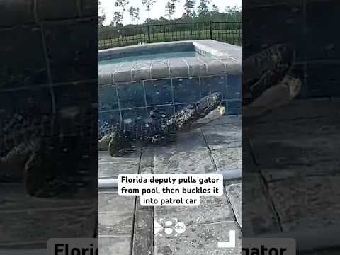 Florida deputy pulls gator from pool, then buckles it into patrol car