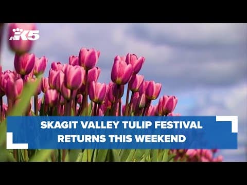 2020 Skagit Valley Tulip Festival from the air