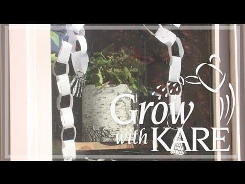 Grow with KARE | Overwintering geraniums