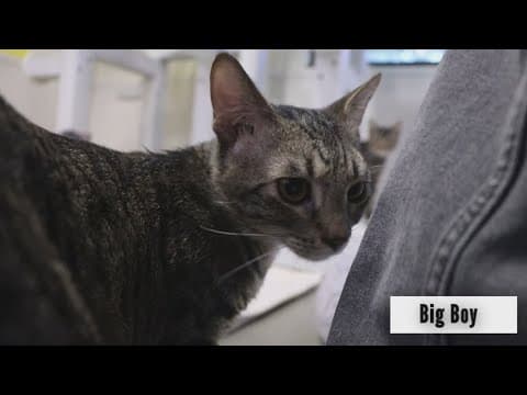 Tailwaggers: Meet Big Boy