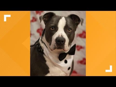 Pets of the Week: 2-15-2025